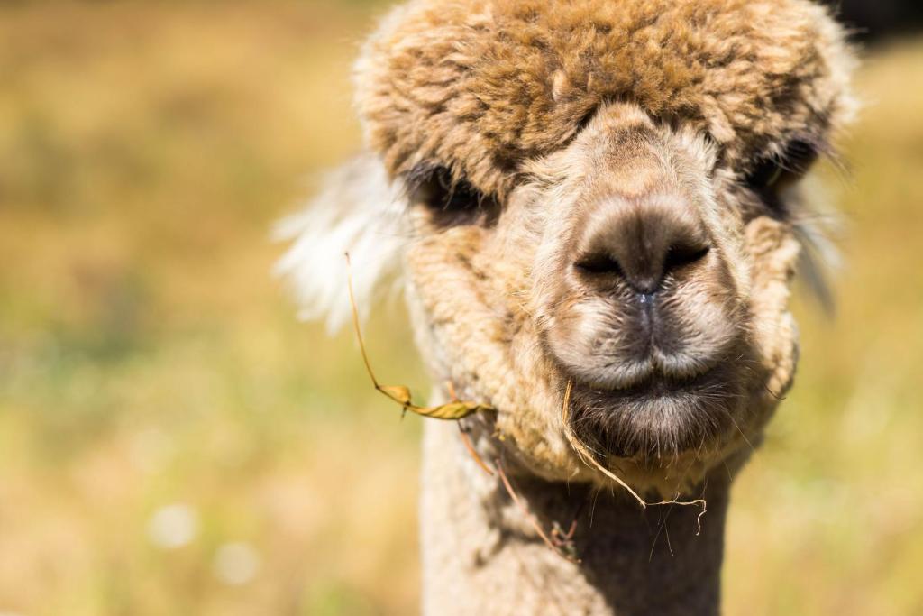 Alpacas Off Grid - Eco Cabin