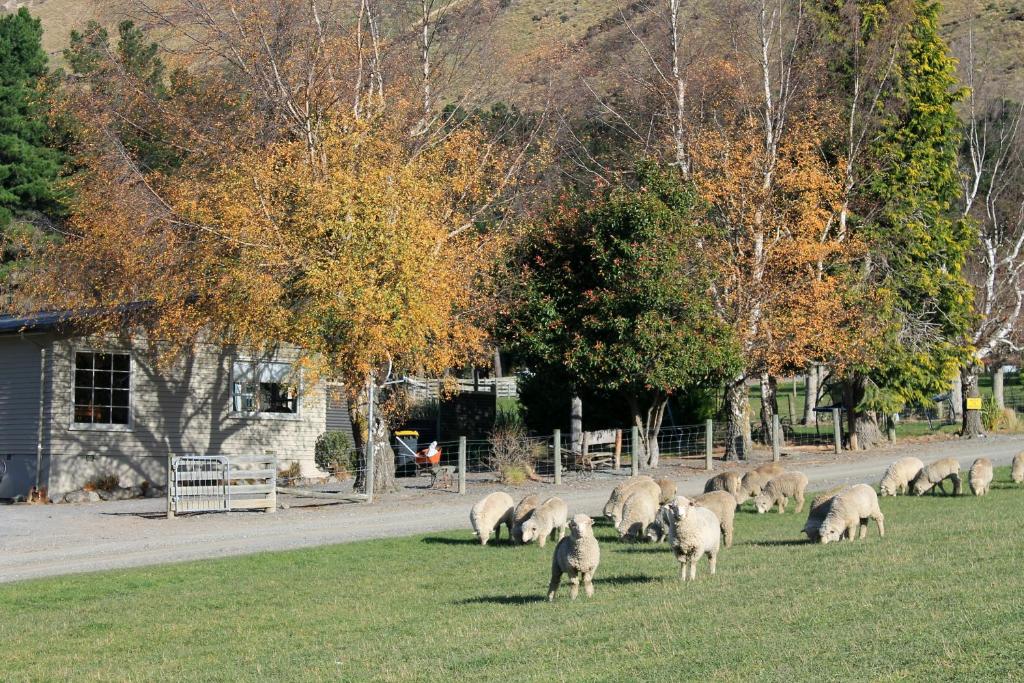 Bauchops Hill Station Farmstay